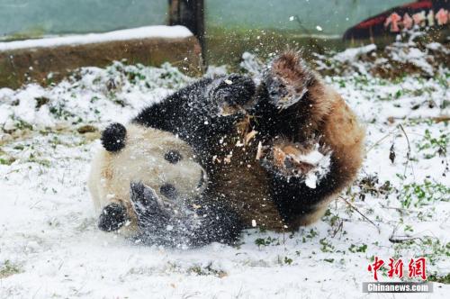 giantpandaphotos: Si Jia plays in the snow at the Yunnan Wild Animal Park in Kunming, China, on Janu