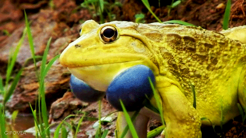 gifovea:Indian Bullfrog (Hoplobatrachus tigerinus)