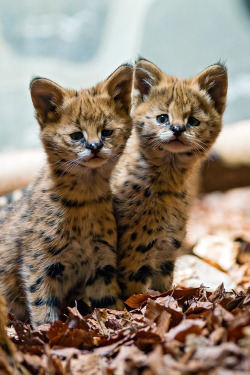 plasmatics-life:  Two cute serval babies