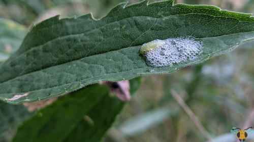 Meadow Spittlebug Nymph - Philaenus spumariusSpit! Has someone passed by these plants and purposely 