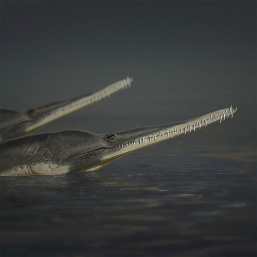 From the ichthyosaurs to the mosasaurs to the plesiosaurs, the marine reptiles of the Mesozoic were 