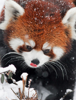 thefrogman:  Pandas Playing &amp; being cute by Mark Dumont [tumblr | flickr] [h/t: magicalnaturetour] 