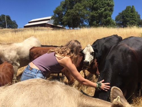 stolenfootprints:Got to check petting a cow off my bucket list!!!!