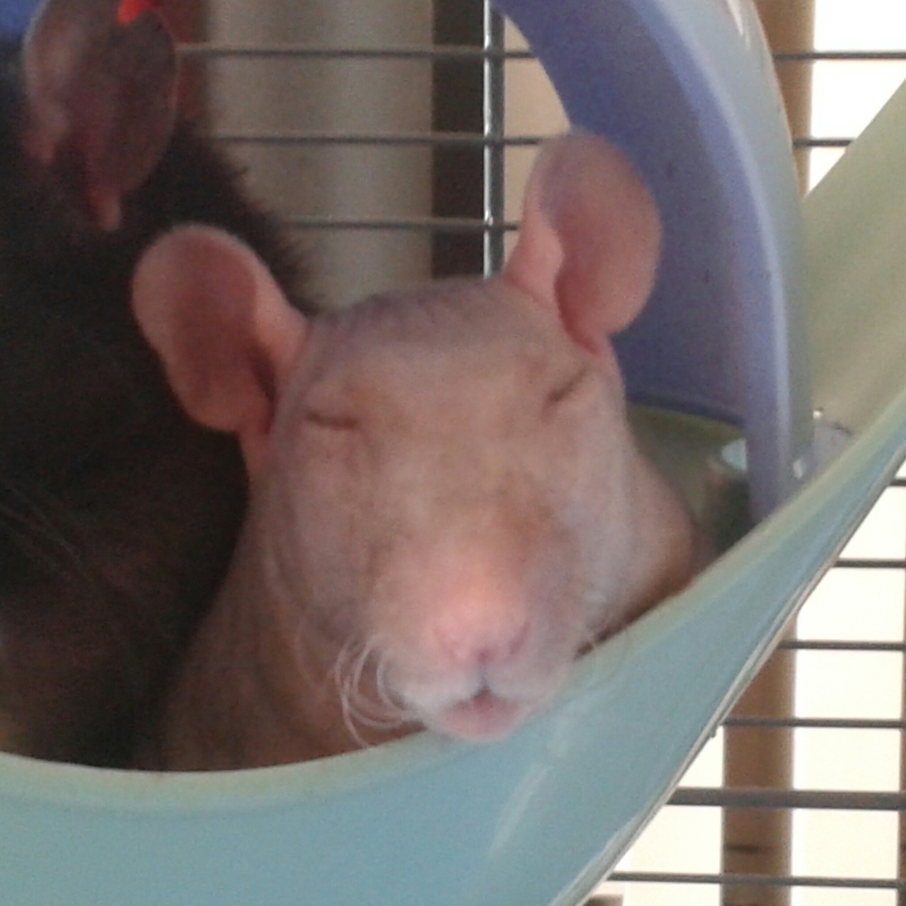 veraverorum: Stages of Sugar falling asleep