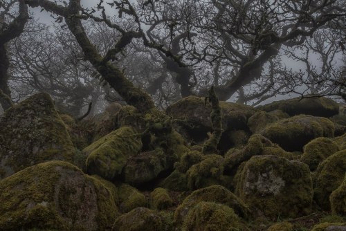 anarchy-of-thought:  Wistman’s Wood by Guy Berresford