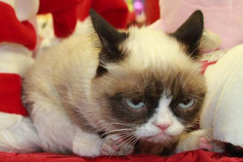 tardthegrumpycat:  The Daily Grump | December 28, 2012