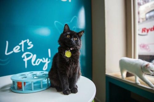 catsbeaversandducks:  America’s First Cat Café Opens: Drink Coffee Alongside Adorable Cats Yesterday, America’s first cat café opened in New York City. Cat lovers, you now have only three more day to sip coffee and eat pastries alongside adorable