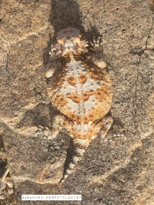 awkward-herpetologist:Desert horned lizard (Phrynosoma platyrhinos)