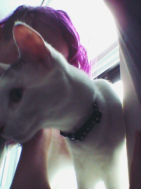 homofuck:when u take selfies with ur cats and they’re not into it