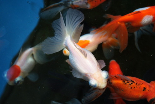 Some close ups of fancy goldfish they had at the goldfish/koi farm we visited. PSA: Obviously this i