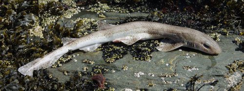 I think this dogfish was landed by an otter - there are bite marks round the gills and I&rsquo;ve re