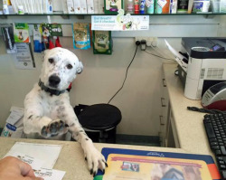 tastefullyoffensive:  &ldquo;Ma’am, please calm down, I’m doing everything I can.&rdquo; [via]