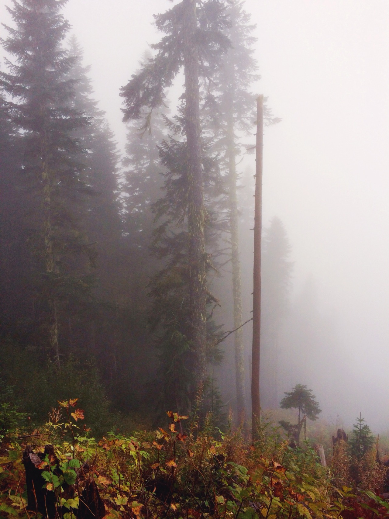 lasplayaslasmontanas:  Just a tad foggy.