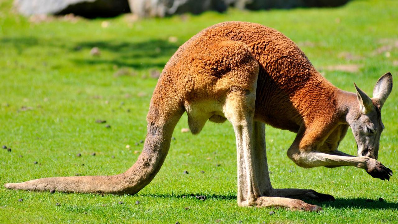 dimetrodone:  I call the Jersey Devil a kangaroo jokingly but the more I think about