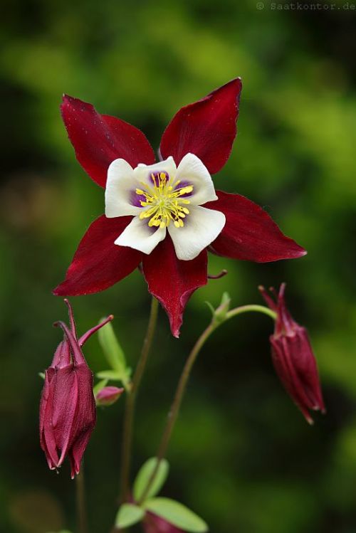 Columbine / Akelei &lsquo;Lousiana&rsquo; (Aquilegia caerulea)