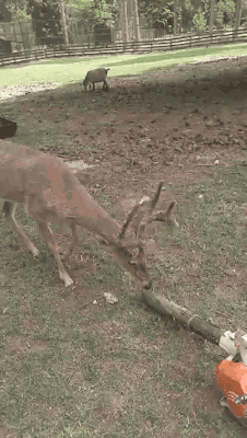tastefullyoffensive:  Deer loves leaf blowers.