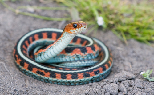 lovingexotics:  California Red-Sided Garter Snake   Thamnophis sirtalis infernalis   Source:  Here