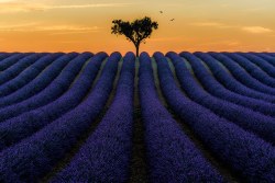 provocative-romantic-unique:  ollebosse:  © Mr Friks Colors  😍 Lavender