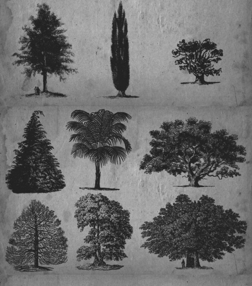 chaosophia218:Scientific Illustrations of the Trees.