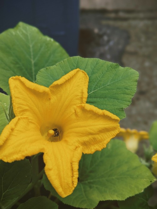 squash blossoms
