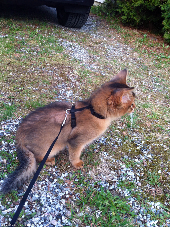 chernobyl-tea-party:  phosphorescentt:  this cat so pretty it has to be on a leash