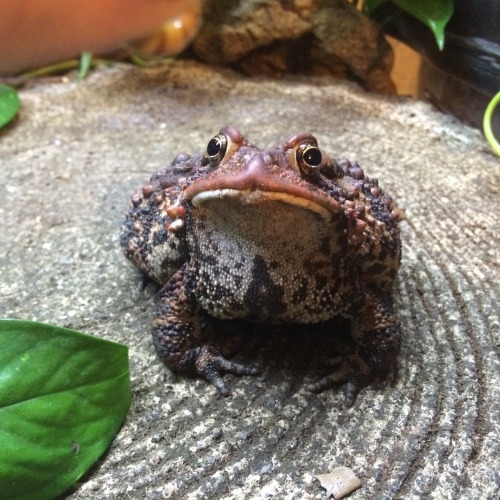 toadschooled: toadschooled: 50 notes and I’ll give this toad a good treat