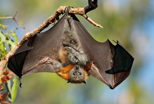 Ofer Levy (Australian, based Sydney, Australia) - Grey Headed Flying Fox, Photography