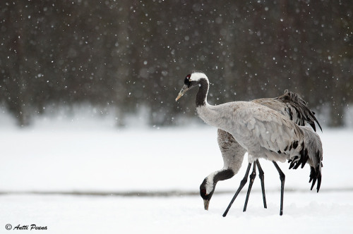 Common Crane (Grus grus) &gt;&gt;by Antti Peuna 