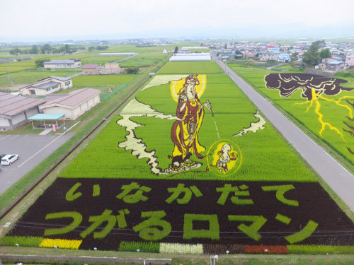 Tanbo art is a Japanese creation in which people plant various types and colors of rice and &ls