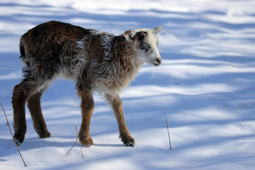 Swedish Gute lamb.