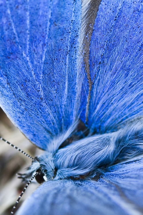 nature-madness:  Velvet | Juan Pixelecta 