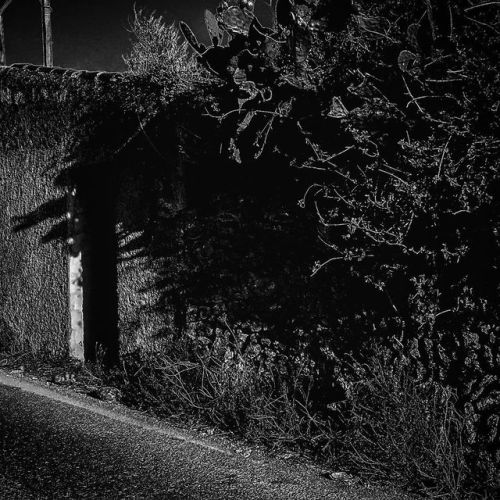 roadside beauty (camino viejo) bw photo by george regout #ibiza #ibizalove #roadside #beauty #campo 