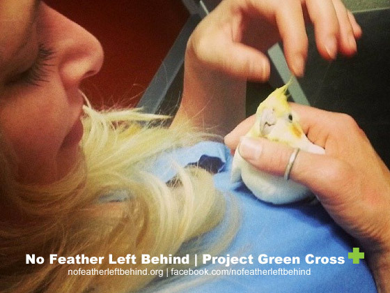 avianawareness:  avianawareness:  PLEASE SHARE!We’ve been getting calls from loving