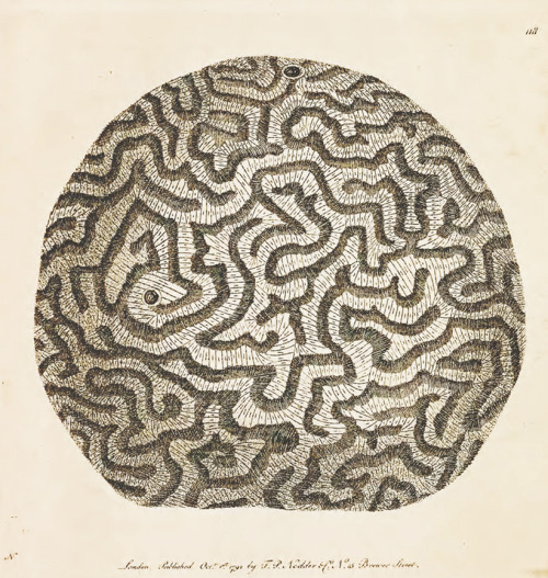 George Shaw, The Brain Madrepore or The great Brain-Stone, from The naturalist’s miscellany, or Colo