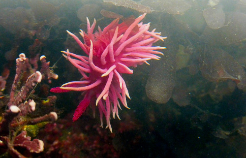 waterbody: hopkin’s rose nudibranch (Hopkinsia rosacea)San Mateo county CA Feb. 2015 / ZS25 /