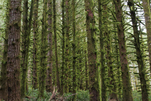 Mossy trees en masse by Richard O'Neill