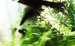 cinnasownmockingjay:  Ordered Jabberjay Scene 