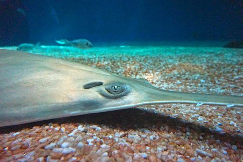 The green sawfish, also known as the longcomb sawfish or narrowsnout sawfish, is quite possibly