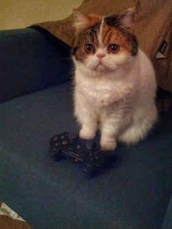 awwww-cute:  Ilsa’s been pwning noobs since she was a kitten (Source: http://ift.tt/1SAglJY)