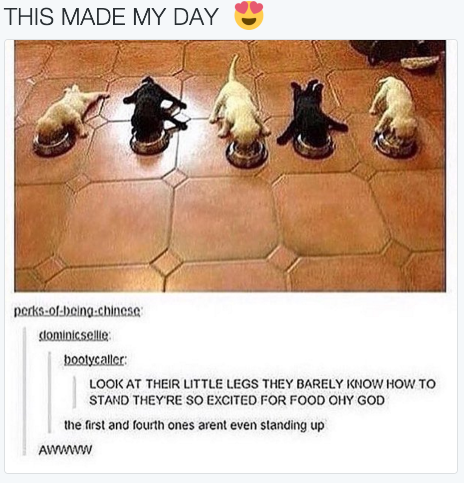 babyanimalgifs:  baby animals blog