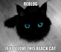 sephroth179:  ultimaweapon91:  puzzlesdiscordedhome:  awesomeisred:  ask-endershadow:  So cute!!!!  Cats!!!!:D  D’awwww  Those eyes tho  :3 yes 
