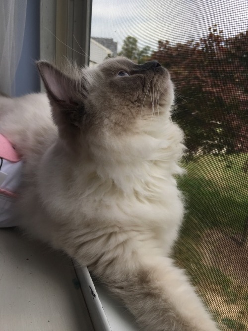 MostlyCatsMostly