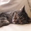 44lotuscat