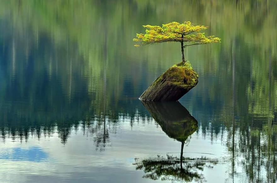 milkywayrollercoaster:  Nature Doesn´t Give Up photos web 