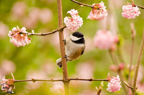 earth-song:  Chickadee hanging out in the flowering bush.Black-capped ChickadeePoecile atricapillusP