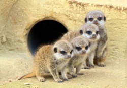 Safety in numbers (Meerkat pups)