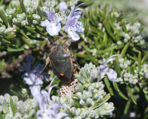 nanonaturalist: brynna: nanonaturalist:  Not necessarily an ID request, but I found these Conchuela 