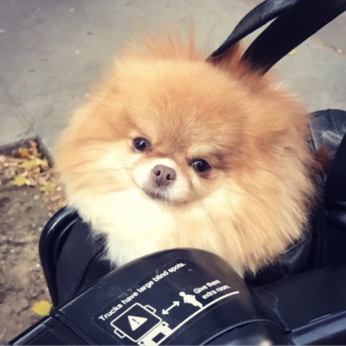 That&rsquo;s right&hellip;I&rsquo;m the cutest thing you&rsquo;ve ever seen on a @citibike. Take it 