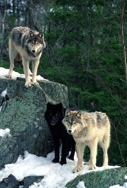 sisterofthewolves:  Picture by Steve Gettle