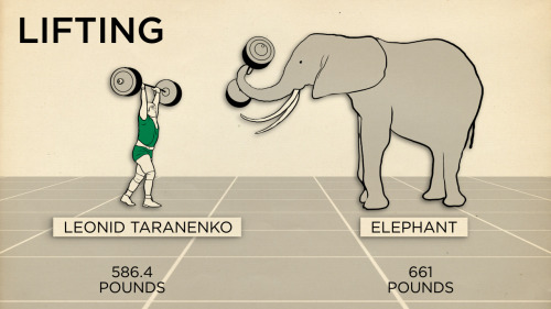 skunkbear:   Here’s how human athletes (our very BEST human athletes) measure up against a few